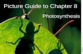 Picture Guide to Chapter 8 Photosynthesis. 8-1 Energy and Life.
