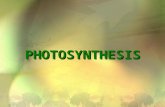 PHOTOSYNTHESIS. 2 Photosynthesis Anabolic (small molecules combined)Anabolic (small molecules combined) Endergonic (stores energy)Endergonic (stores energy)