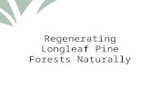 Click to edit Master title style Regenerating Longleaf Pine Forests Naturally.
