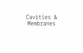Cavities & Membranes. 1.6: Organization of the Human Body Cranial Cavity Vertebral Canal.