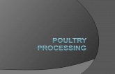 Processing Steps Shackling  Poultry meat processing is initiated by hanging, or shackling, the birds to a processing line.  Birds are transferred from.