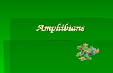 Amphibians. Evolution of Amphibians "Amphibian" comes from the Greek meaning "both life". Amphibians can live on water and on land. "Amphibian" comes.
