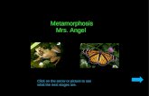 Metamorphosis Mrs. Angel Click on the arrow or picture to see what the next stages are.