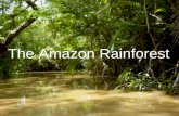 The Amazon Rainforest. Background: A moist broadleaf forest (in the Amazon Basin of South America) Total area of Amazon Basin : 7 million square km² (