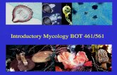 Introductory Mycology BOT 461/561. What are fungi? Eukaryotic, spore-bearing, heterotrophic organisms that produce extracellular enzymes and absorb their.