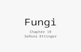 Fungi Chapter 19 Señora Ettinger. Answer these questions: How do fungi differ from other organisms? How does the lifestyle of a fungus enable it to obtain.