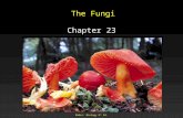 Mader: Biology 8 th Ed. The Fungi Chapter 23. Mader: Biology 8 th Ed. Outline Characteristics Structure Reproduction Evolution Sac Fungi Yeasts Club Fungi.
