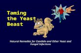 Taming the Yeast Beast Natural Remedies for Candida and Other Yeast and Fungal Infections.