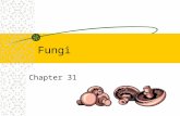 Fungi Chapter 31. Fungi More closely related to animals than plants Unicellular Most are multi-cellular Tropics to tundra Aquatics to terrestrial.