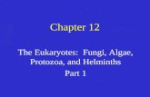 Chapter 12 The Eukaryotes: Fungi, Algae, Protozoa, and Helminths Part 1.