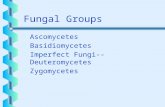 Fungal Groups b Ascomycetes b Basidiomycetes b Imperfect Fungi--Deuteromycetes b Zygomycetes.