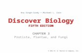 Discover Biology FIFTH EDITION CHAPTER 3 Protista, Plantae, and Fungi © 2012 W. W. Norton & Company, Inc. Anu Singh-Cundy Michael L. Cain.