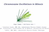 Chromosome Oscillations in Mitosis Otger Campàs 1,2 and Pierre Sens 1,3 1 Institut Curie, UMR 168, Laboratoire Physico-Chimie «Curie» 2 Dept. Estructura.