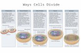 Ways Cells Divide. Bacterial Cell Division Bacteria divide by binary fission –No sexual life cycle –Reproduction is clonal (no variation in offspring)