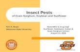 Insect Pests of Grain Sorghum, Soybean and Sunflower Tom A. Royer Oklahoma State University NCIS MPCI & Crop-Hail Sunflower, Soybeans, Cotton & Grain Sorghum.