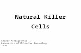 Natural Killer Cells Andrew Makrigiannis Laboratory of Molecular Immunology IRCM.