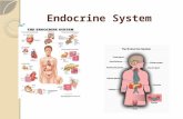 Endocrine System. Glands and Hormones The Endocrine System consists of glands and tissues that secrete hormones Endocrine Glands: ductless; secrete hormones.