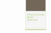 Classifying Worm Species. Worms species come in three general categories  Litter dwelling (Epigeic)  Soil dwelling (Endogenic)  Deep burrowing (Anecic)
