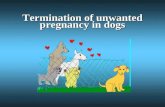 Termination of unwanted pregnancy in dogs. Mesalliance Estradiol bezonateEstradiol bezonate –after mating Progesterone receptor antagonist: Mifepristone(RU486),
