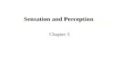 Sensation and Perception Chapter 3 Sensation & Perception There are five primary senses: vision, hearing, touch, taste, and smell— And several secondary.