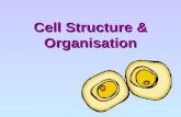 Cell Structure & Organisation. Chapter Outline (a) identify cell structures (including organelles) of typical plant and animal cells from diagrams, photomicrographs