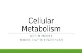 Cellular Metabolism LECTURE PACKET 6 READING: CHAPTER 3 (PAGES 56-62)