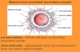 Mature ovum (ovulated secondary oocyte) corona radiata – follicle cell layer surrounding secondary oocyte zona pellucida – glycoprotein layer surrounding.