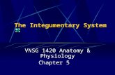 The Integumentary System VNSG 1420 Anatomy & Physiology Chapter 5.