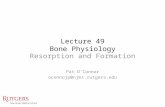 Lecture 49 Bone Physiology Resorption and Formation Pat O’Connor oconnojp@njms.rutgers.edu.