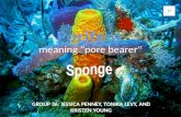 meaning "pore bearer" G ROUP 36: J ESSICA P ENNEY, T ONIKA L EVY, A ND K RISTEN Y OUNG.