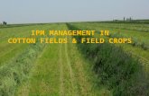 IPM MANAGEMENT IN C OTTON F IELDS & FIELD CROPS. Transgenic Cotton & Corn with Bt ( Bacillus thuringiensis) Transgenic Cotton & Corn with Bt ( Bacillus.