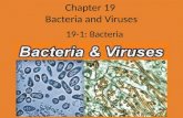 Chapter 19 Bacteria and Viruses 19-1: Bacteria. Recently prokaryotes were split into two different groups; eubacteria and archaebacteria Bacteria are.