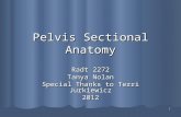 1 Pelvis Sectional Anatomy Radt 2272 Tanya Nolan Special Thanks to Terri Jurkiewicz 2012