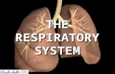 THE RESPIRATORY SYSTEM. We breathe in order to take good oxygen into our bodies and get rid off dirty carbon dioxide.