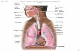 1 Fig. 22.1 Copyright © McGraw-Hill Education. Permission required for reproduction or display. Nasal cavity Hard palate Nostril Pharynx Larynx Trachea.