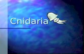 Cnidaria. General Characteristics The name Cnidaria comes from the Greek word "cnidos," which means stinging nettle The name Cnidaria comes from the Greek.