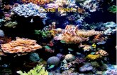 Coral Reefs. Map of Coral Reefs Around the Earth.
