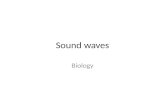 Sound waves Biology. Making sound!! Trachea and Larynx – tube Vocal cords – strings Modulations – nasal, sinus, tongue…