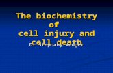The biochemistry of cell injury and cell death Dr Stephany Veuger.