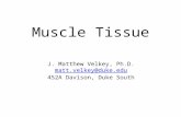 Muscle Tissue J. Matthew Velkey, Ph.D. matt.velkey@duke.edu 452A Davison, Duke South