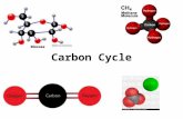 Carbon Cycle. Carbon Carbonic acid ( HCO 3 − ) Carbonate rocks (limestone and coral = CaCO 3 ) Deposits of Fossil fuels Carbon exists in the nonliving.
