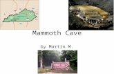 Mammoth Cave by Martin M.. When the park became a national park. In 1926, Congress gave an approval to make Mammoth Cave a national park. This was authorized.