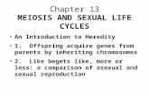 Chapter 13 MEIOSIS AND SEXUAL LIFE CYCLES An Introduction to Heredity 1. Offspring acquire genes from parents by inheriting chromosomes 2. Like begets.