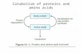 Catabolism of proteins and amino acids. Reactions in the attachment of ubiquitin to proteins.