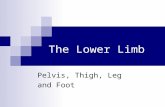 The Lower Limb Pelvis, Thigh, Leg and Foot. Surface Anatomy Gluteal region / posterior pelvis  Iliac crest Gluteus maximus  Cheeks  Natal/gluteal cleft.