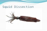 Squid Dissection. Taxonomy of the Squid Kingdom: Animalia Phylum: Mollusca Class: Cephalopoda Order: Teuthida Family: Loliginidae Genus: Loligo Species: