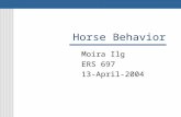 Horse Behavior Moira Ilg ERS 697 13-April-2004. Outline Introduction and General Background Social Status or Ranking Foal and Mare Behavior Stallion Behavior.