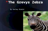 By Kailey Ocasio. The Grevy zebra is named after former French president Jules Grevy's