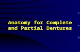 Anatomy for Complete and Partial Dentures. Lips Vermilion Border –Denture provides lip support Affects vermilion border width Vermilion Border –Denture.