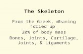 The Skeleton From the Greek, meaning “dried up” 20% of body mass Bones, Joints, Cartilage, Joints, & Ligaments.